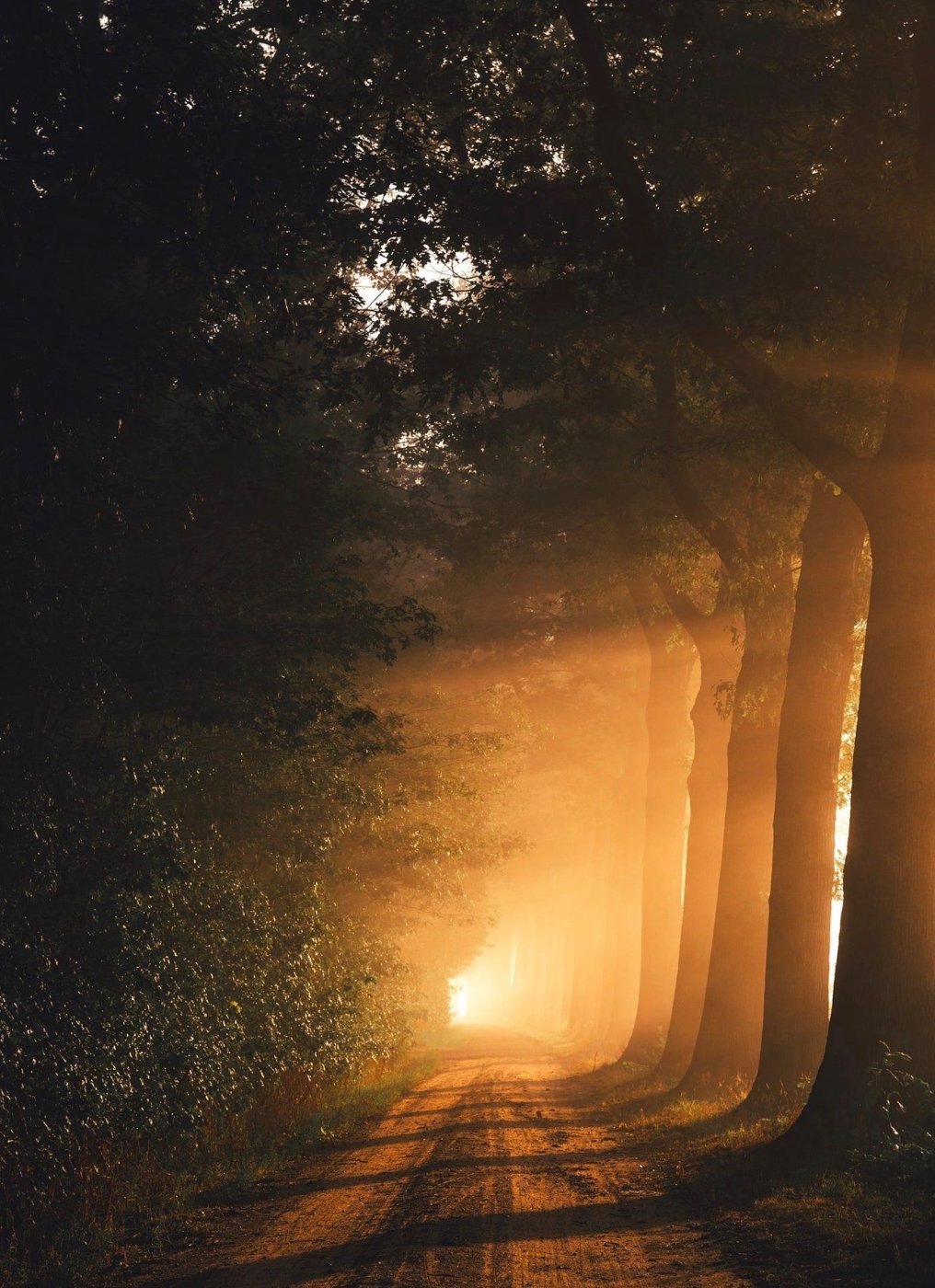 Chemin en forêt